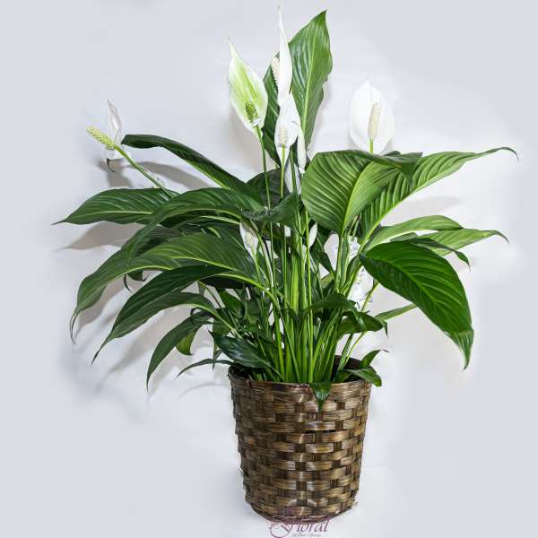 White peace lilies in a woven basket planter
