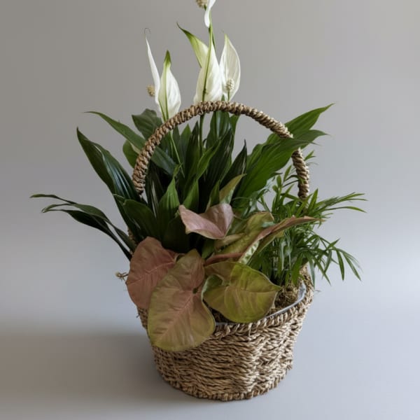 Medium Dish Garden