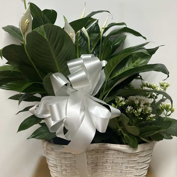 White peace lilies in a wicker basket with a large silver ribbon