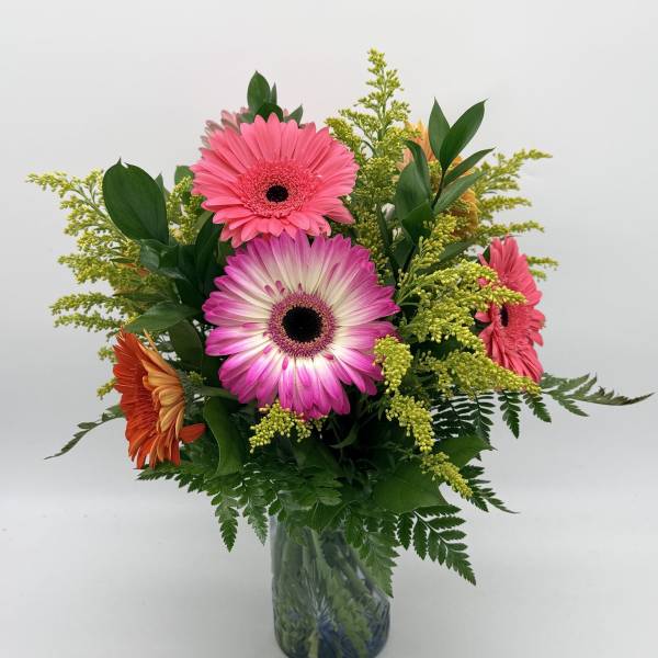 Sweet Gerbera Splash