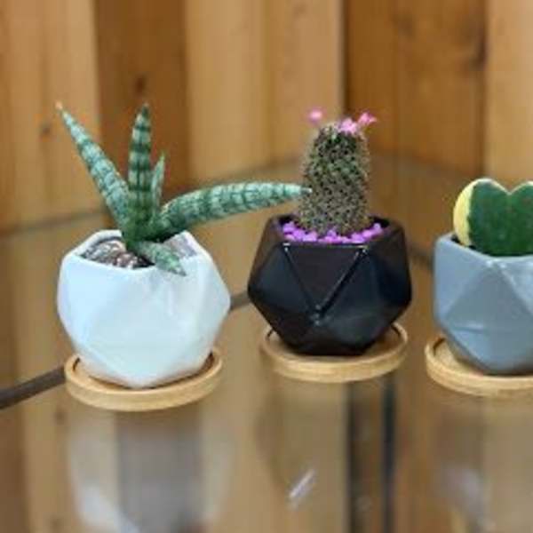 Three small potted succulents and cacti in geometric planters