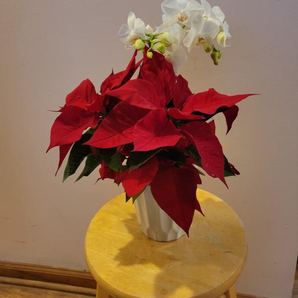 Red poinsettia arrangement with white orchids in a white vase