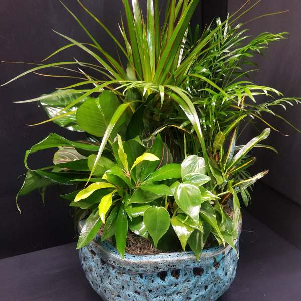 Mixed green houseplants in a blue ceramic planter