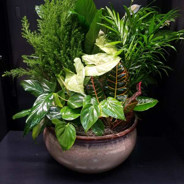 Mixed green potted plant arrangement in a round ceramic bowl with white blooms