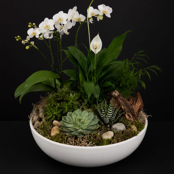 Mixed Dish Garden