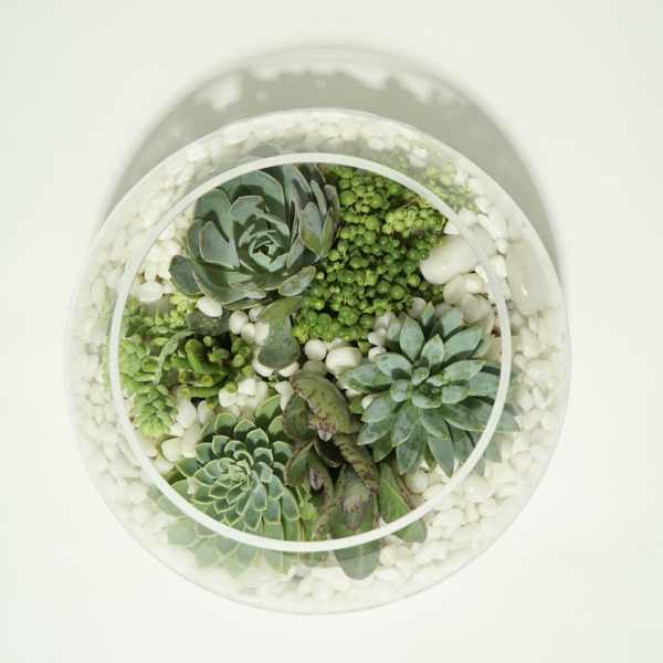 Round glass terrarium with assorted succulents and white stones