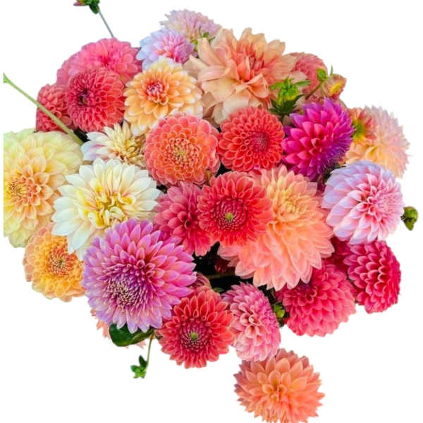 Bouquet of colorful dahlia blooms in pink, peach, purple, and white