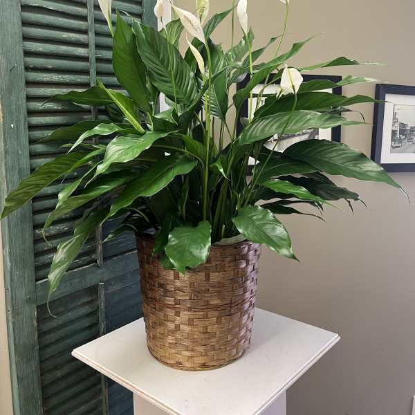 Potted peace lily with white blooms in a woven basket