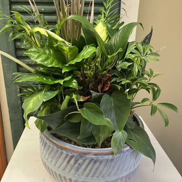 Dishgarden
