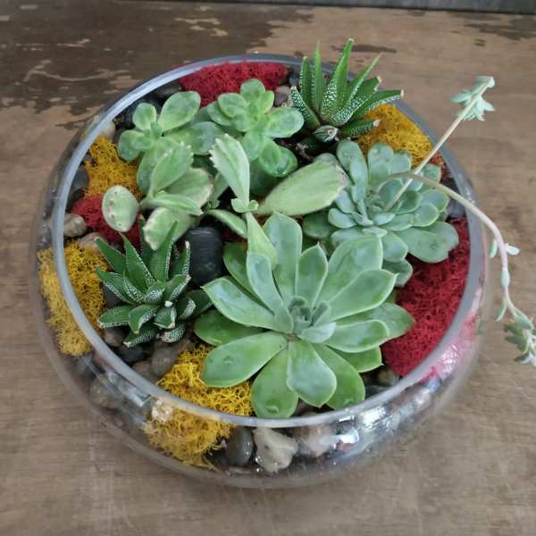 Round glass bowl with assorted succulents and colorful moss