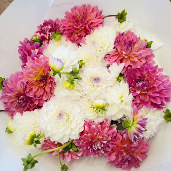 Bouquet of pink and white dahlias wrapped in white paper