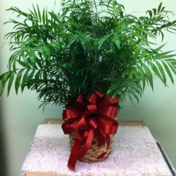 Potted palm plant in a basket with a red ribbon and butterfly topper