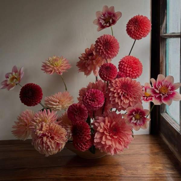 Arrangement of pink and red dahlias in a low vase by a window