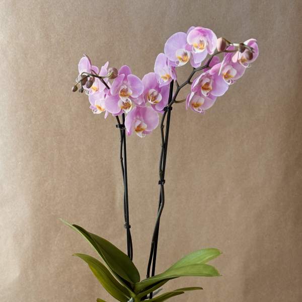 Pink orchid plant in a white pot