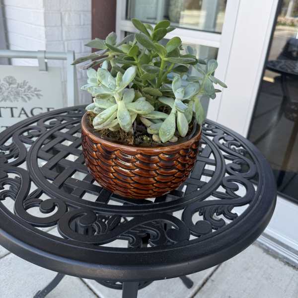 Succulent Garden