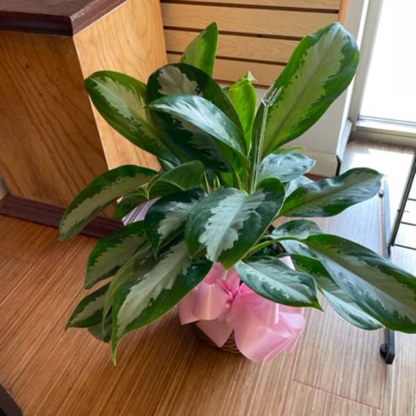Potted green houseplant with broad variegated leaves and a pink ribbon