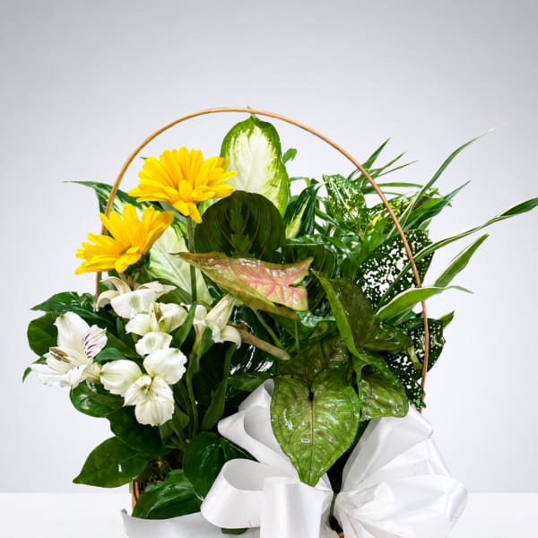 Basket arrangement with yellow daisies, white lilies, and a white ribbon bow