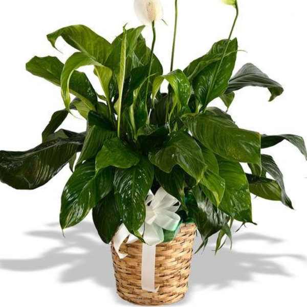 Peace Lily