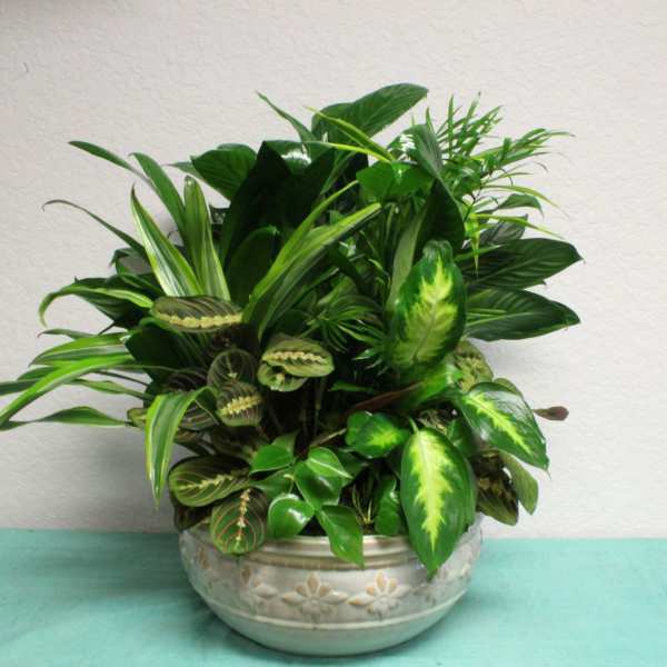 Mixed green houseplant arrangement in a decorative ceramic bowl