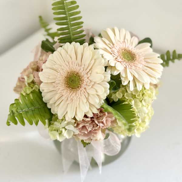 Cream gerbera daisies with pink carnations in a clear vase