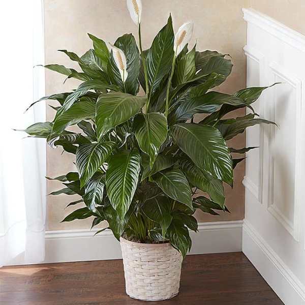 8” Peace Lily Plant
