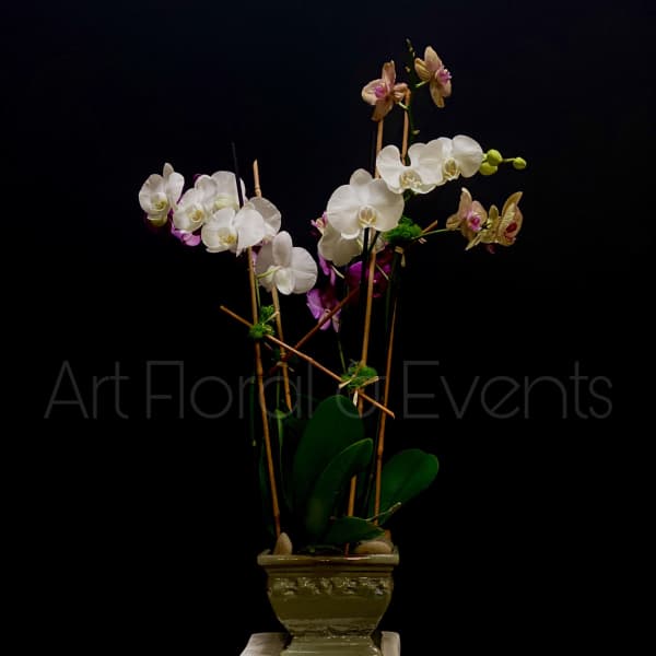 Tall orchid arrangement in a green ceramic pot