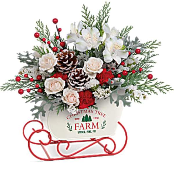 Christmas arrangement in a white sleigh planter with red berries and pinecones
