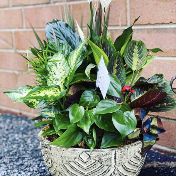 Potted houseplant arrangement with white peace lilies and patterned foliage