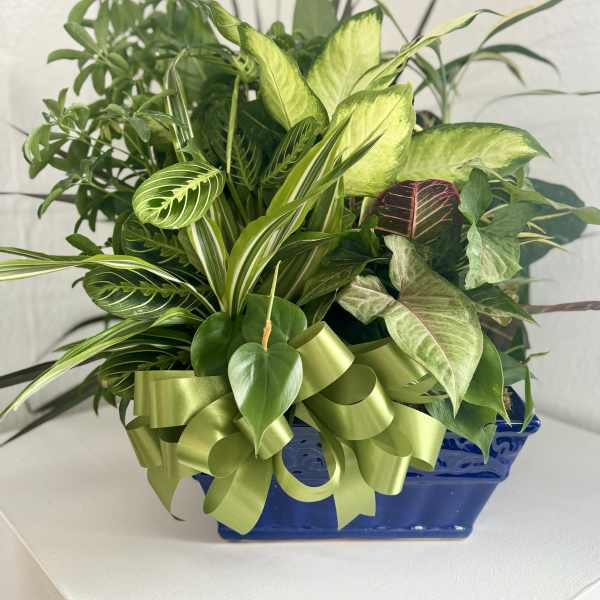 Mixed green houseplants in a blue ceramic planter with a ribbon bow