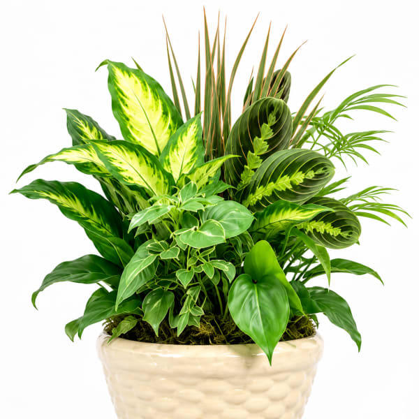Tropical Harmony Planter
