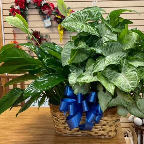 Large green houseplant arrangement in a woven basket with a blue ribbon