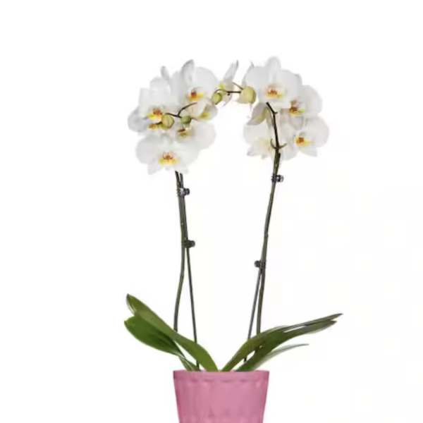 Orchid plants