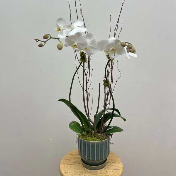 Orchid Plant