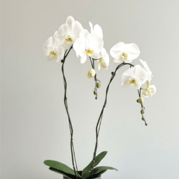 White orchid plant in a gray pot on a white pedestal
