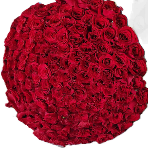 300 Premium Red Roses