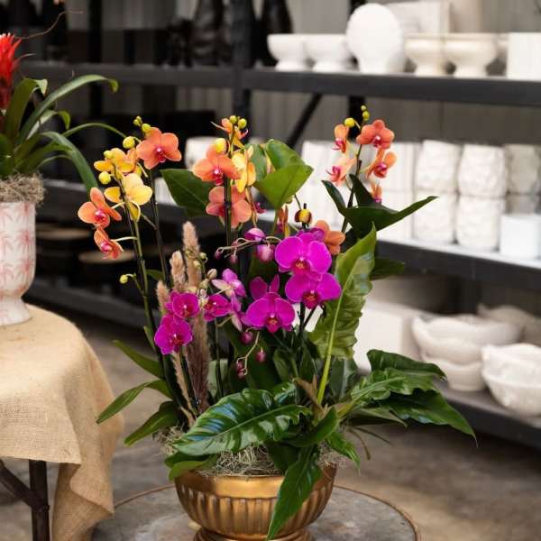 Spring Orchid