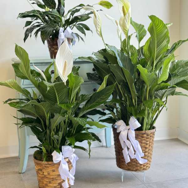 Two potted peace lilies with white blooms and ribbon bows