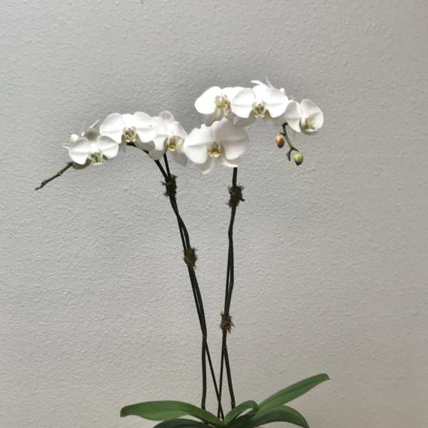 White orchid plant in a square decorative pot