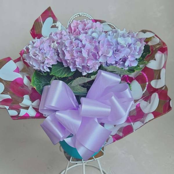 Purple/Blue Hydrangea Plant