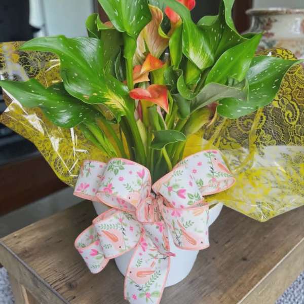 Orange Calla Lily