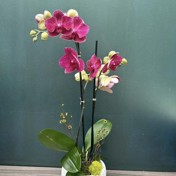 Potted orchid arrangement with bright pink blooms in a white container
