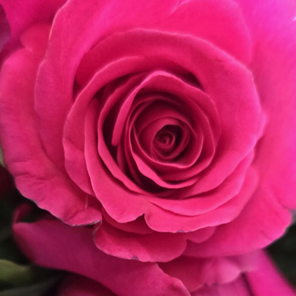 Close-up of bright pink roses in a bouquet