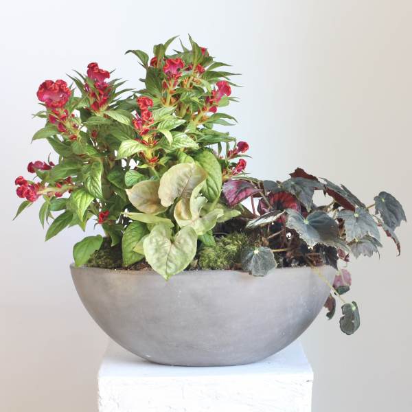 Indoor/Outdoor Living Plant Arrangement