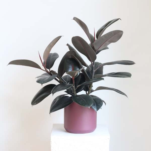Potted rubber plant with dark oval leaves in a mauve container