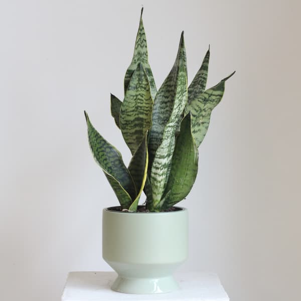 Potted snake plant in a pale green ceramic planter