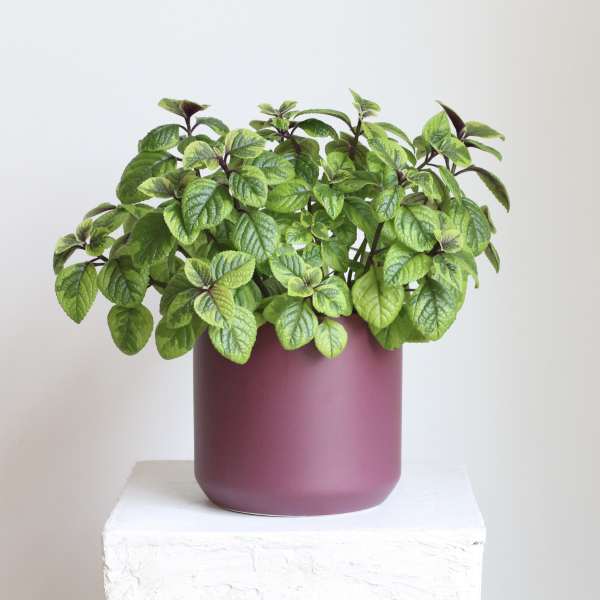 Potted green plant in a matte purple container