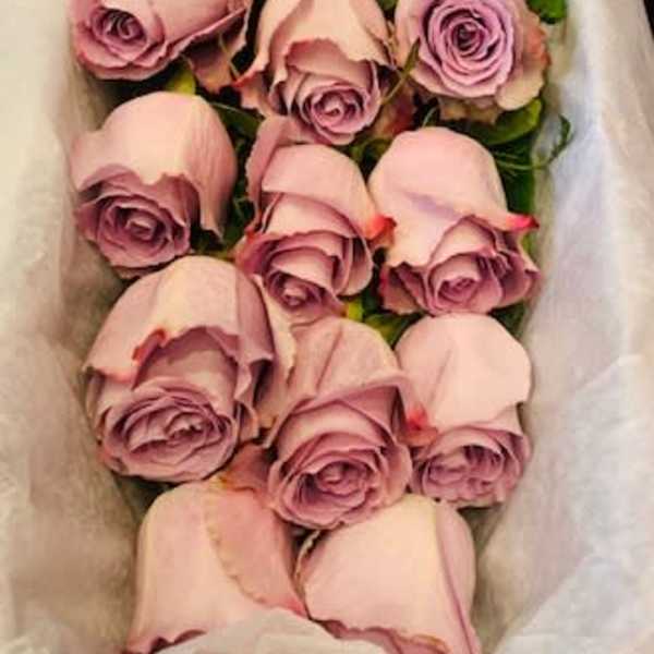 Bouquet of pale pink roses wrapped in white paper