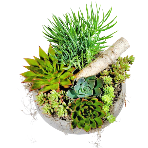 Succulent arrangement in a white bowl with a birch branch