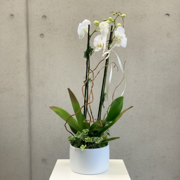 White orchid plant in a white cylindrical pot with ribbon accents