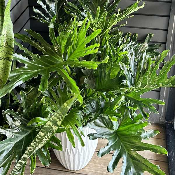 Potted tropical plant with large split green leaves in a white planter